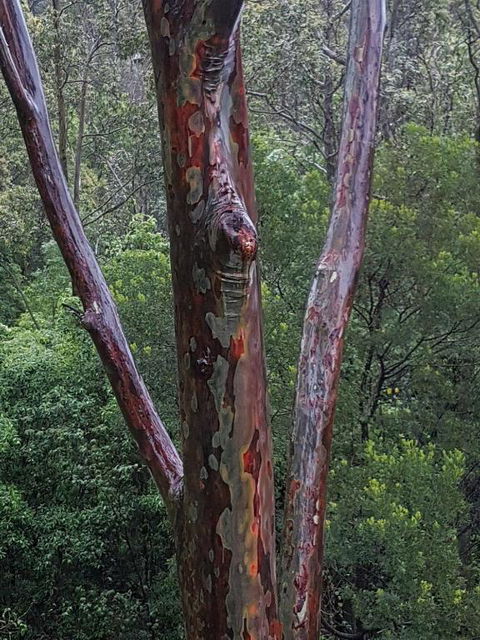 Bellbird Cottage B & B - Sunshine Coast Guide 6