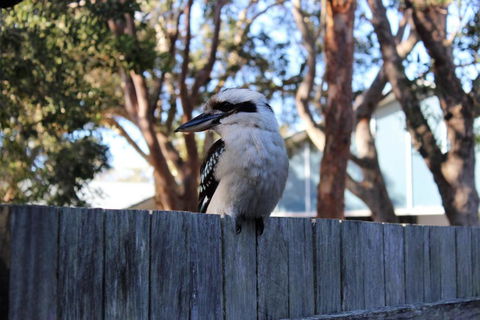 POINT BREAK WEEKLY ONLY - Sunshine Coast Guide 2
