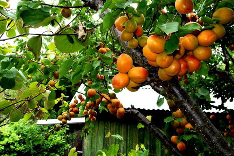 Eureka Farm - Sunshine Coast Guide 6