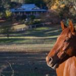 Historic Oak Hill House Estate Truffle Gourmet Festival Region - Sunshine Coast Guide 0
