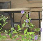 Amalie Cottage Waikerie Unit 1 - Sunshine Coast Guide