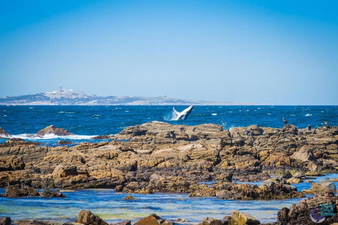 Cherrybush At Mystery Bay - Sunshine Coast Guide 5