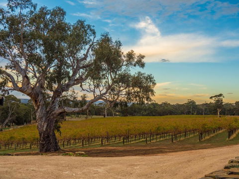 Shadow Creek McLaren Vale - Sunshine Coast Guide 3