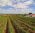 Barossa Valley Lyndoch - Sunshine Coast Guide