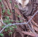 Stringybark Hills Retreat - Sunshine Coast Guide