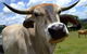 Escape To The Country - Enjoy The Firepit Or Explore Magical Bunya Mountains - thumb 4