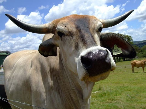 Escape To The Country - Enjoy The Firepit Or Explore Magical Bunya Mountains - Sunshine Coast Guide 4