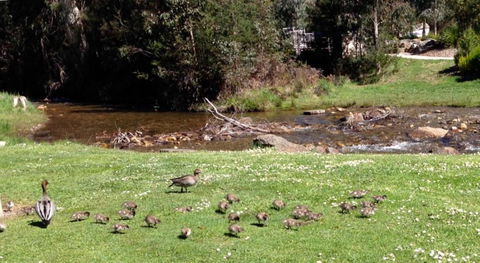 RiverCottage Selfcontained - Sunshine Coast Guide 3