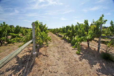 Vines & Stars - Sunshine Coast Guide 3