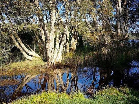 Wisteria Cottage On The Lagoon / Beach - Sunshine Coast Guide 4