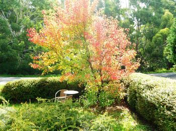 Acacia House Retreat Daylesford - Sunshine Coast Guide 0