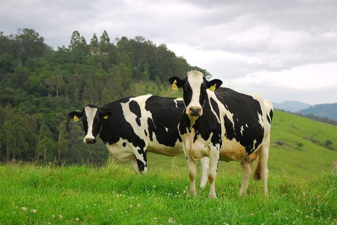 The Ridge - Gloucester - Sunshine Coast Guide 3