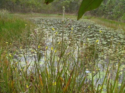 Back To The Bush - Sunshine Coast Guide 3