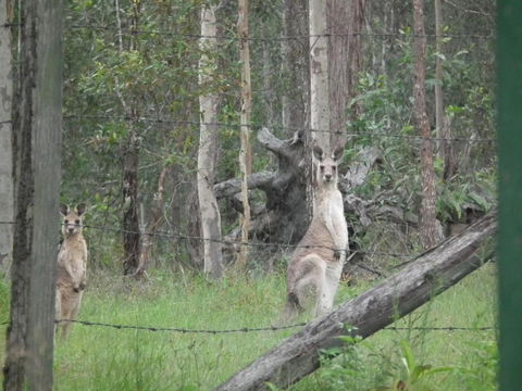 Back To The Bush - Sunshine Coast Guide 6
