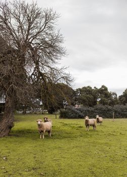 Davidsons Cottage - Sunshine Coast Guide 1