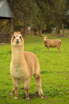 Davidsons Cottage - Sunshine Coast Guide 2