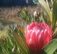 Creswick Cabin Retreat - Sunshine Coast Guide