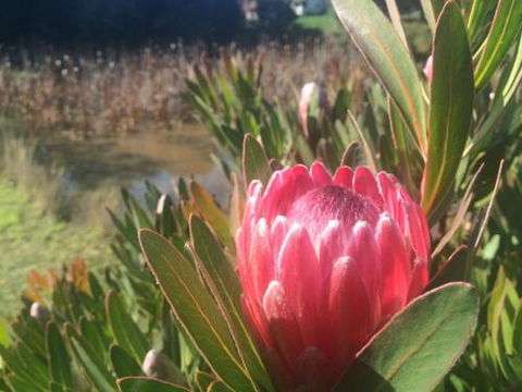 Creswick Cabin Retreat - Sunshine Coast Guide 0