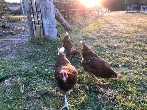 Bryn Glas Farm Stay - Sunshine Coast Guide 0