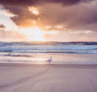 Blue Waters Motel - Sunshine Coast Guide
