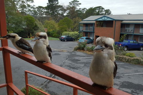 Hepburn Springs Motor Inn - Sunshine Coast Guide 6