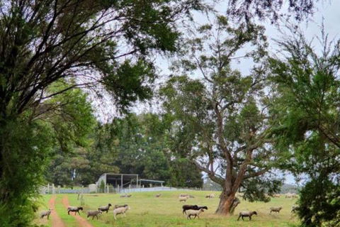 Cinnamon Coloureds Farm Cottages - Sunshine Coast Guide 7