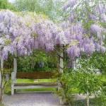 Amelina Cottages - Sunshine Coast Guide 0