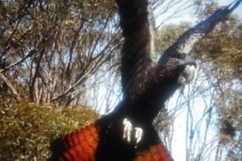 Cooinda Holiday Village - Sunshine Coast Guide 1