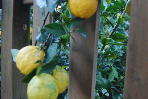 Highclaire House Bed & Breakfast - Sunshine Coast Guide 1