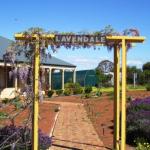 Lavendale Farmstay & Cottages York - Sunshine Coast Guide 0