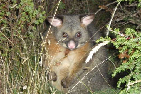 Forest Walks Lodge - Sunshine Coast Guide 6