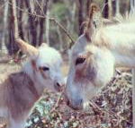 Donkey Tales Farm Cottages - Sunshine Coast Guide