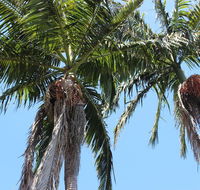 Tri Byron Bay - Sunshine Coast Guide