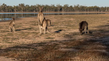 Tourism Listing Partner Dalby Accommodation