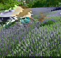 Lavandula Swiss Italian Farm - Sunshine Coast Guide