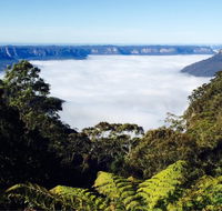 The Rooster - Sunshine Coast Guide