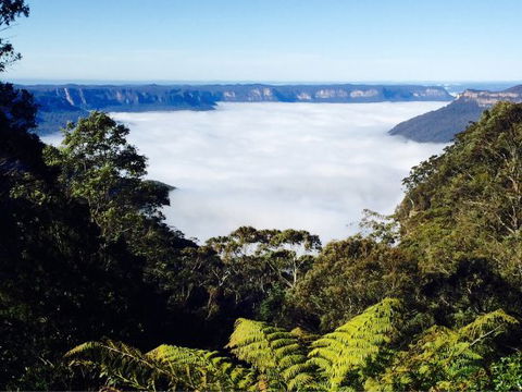 The Rooster - Sunshine Coast Guide 0