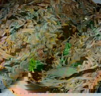 Old Kingdom - Surrey Hills - Sunshine Coast Guide