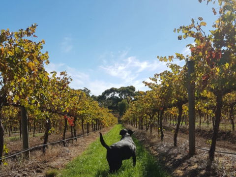 Ruddenklau Wines - Sunshine Coast Guide 0
