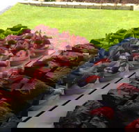 That Food Truck - Sunshine Coast Guide