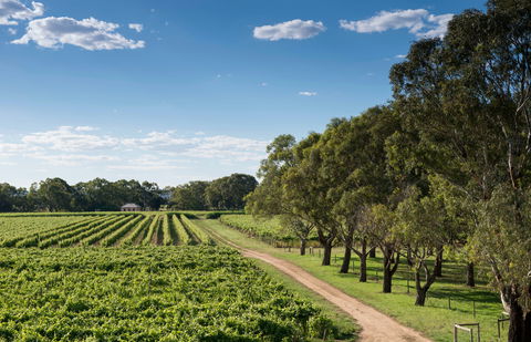 Bleasdale Vineyards - Sunshine Coast Guide 1