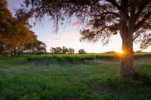 Bleasdale Vineyards - Sunshine Coast Guide 2