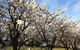 Allambie Orchard And Cafe - thumb 0