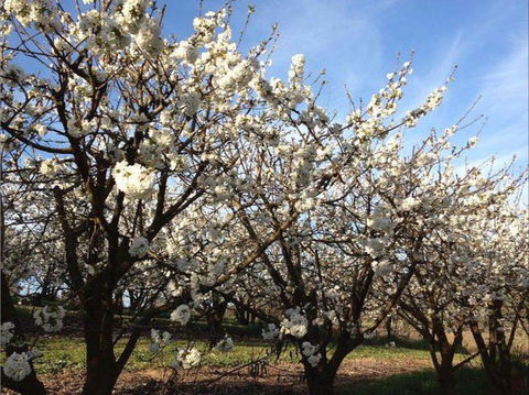 Allambie Orchard And Cafe - Sunshine Coast Guide 0