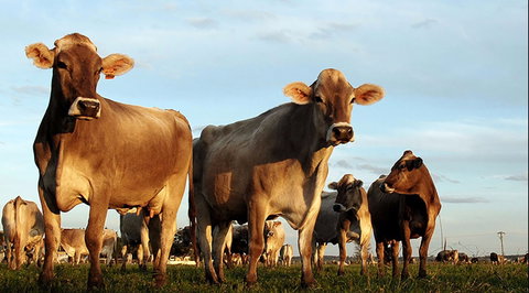 Hunter Belle Cheese - Sunshine Coast Guide 1