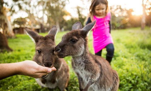 Woodstock Coterie Estate - Sunshine Coast Guide 16