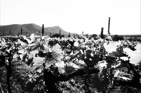 Ballabourneen Wine Co - Sunshine Coast Guide 0