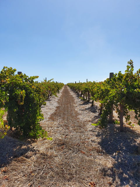 Ulster Park Wines - Sunshine Coast Guide 2