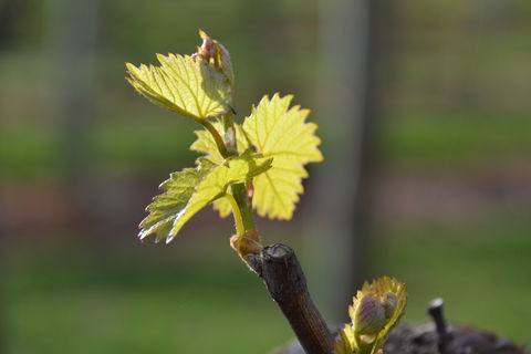 Serengale Vineyard - Sunshine Coast Guide 0