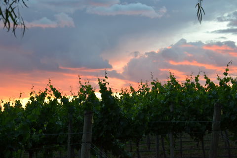 Serengale Vineyard - Sunshine Coast Guide 1